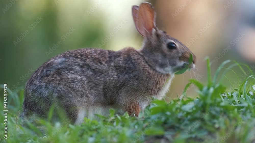 Grey small hare eating grass on summer field. Wild rabbit in nature Grey small hare eating grass on summer field. Wild rabbit in nature