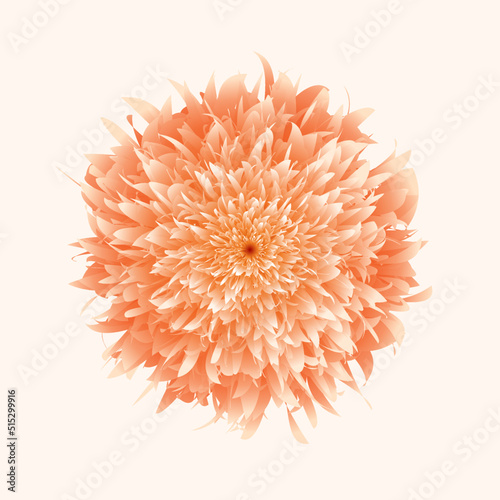 orange flower isolated on flat background