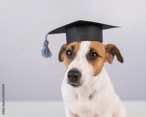 Cute dog jack russell terrier in an academic cap on a white background.  © Михаил Решетников