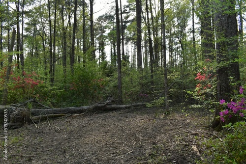 Trail by Pelahatchie bay Brandon Mississippi photo