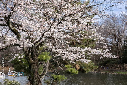 石神井公園の桜（東京都練馬区石神井台）