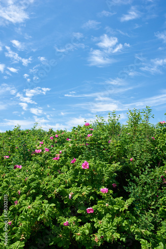 Blossoming sylter rose plant under the blue cloudy sky. A calm summer day with beautiful green lush on a sunny day. A scenic view of the foliage with the clear sky in the background and copy space