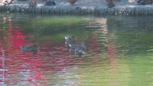 Ducks floating in pond together photo