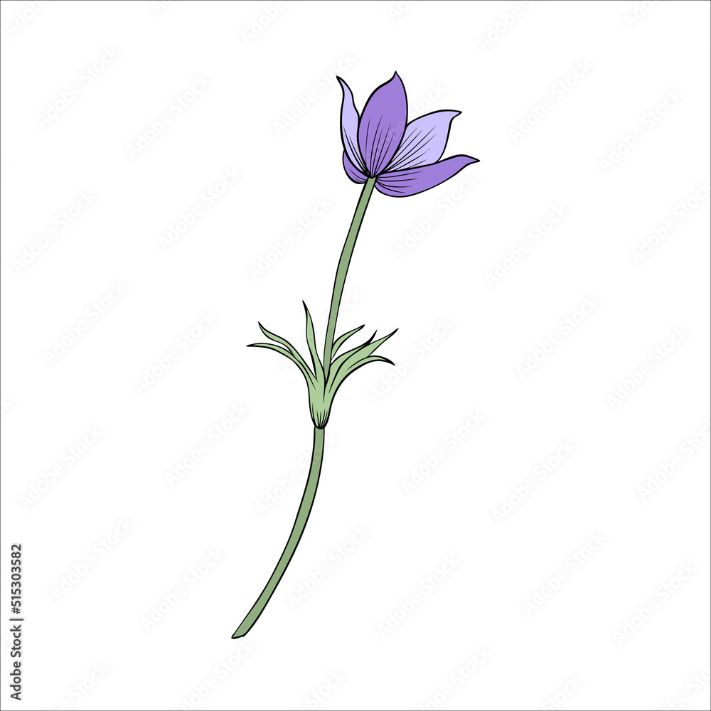 Lumbago meadow, Pulsatilla flower ink sketch, Vector Pasque flower isolated on white, floral colorful illustration, Botanical drawing of Perennial poisonous flowering plant for design Lumbago meadow, Pulsatilla flower ink sketch, Vector Pasque flower isolated on white, floral colorful illustration, Botanical drawing of Perennial poisonous flowering plant for design