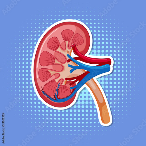 Human internal organ with kidney
