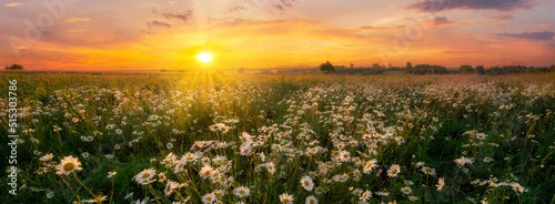 Obraz  z motywem Beautiful summer sunrise over wild daisy flowers meadow