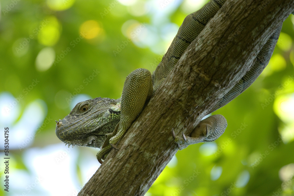 Leguan auf Ast Leguan auf Ast