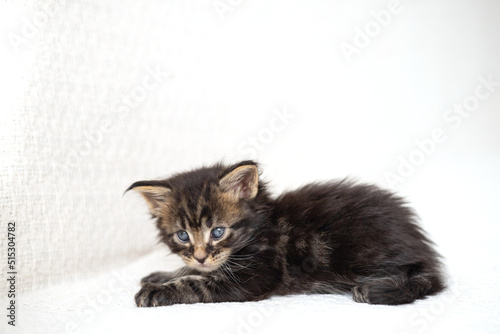 Pets. cute little maine coon breeds kitten is lies in a knitted blanket. Pet Care