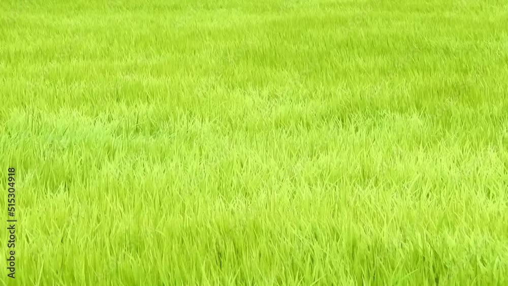 田植えが終わって1か月、緑の稲穂が風に揺れる様子 田植えが終わって1か月、緑の稲穂が風に揺れる様子