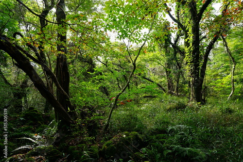 old mossy trees in deep forest