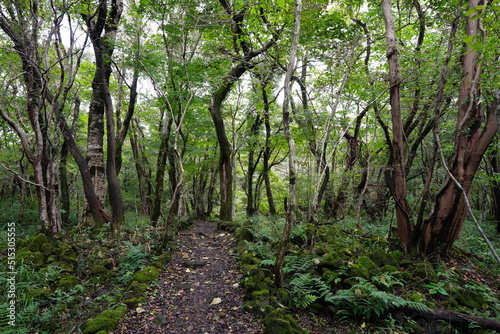 Fototapeta Naklejka Na Ścianę i Meble -  autumn pathway through thick wild forest