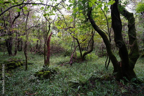 old mossy trees in deep forest