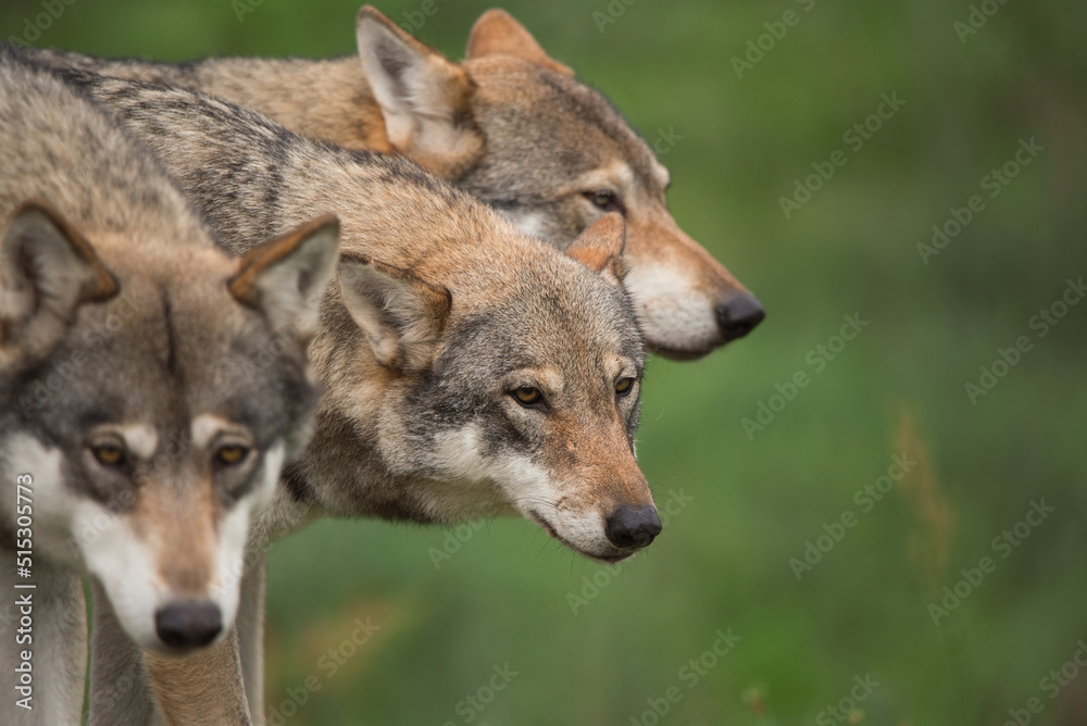 drei Wölfe 