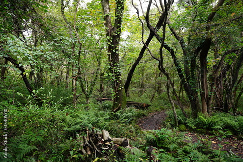 autumn pathway through thick wild forest