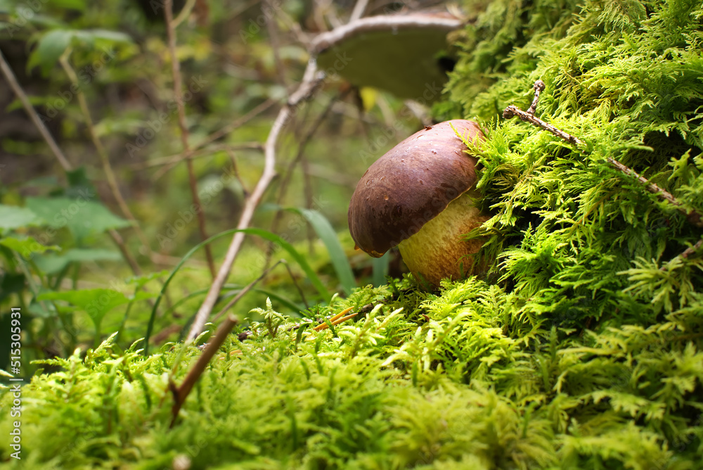 Wild Boletus Mushroom growing on lush green moss Wild Boletus Mushroom growing on lush green moss