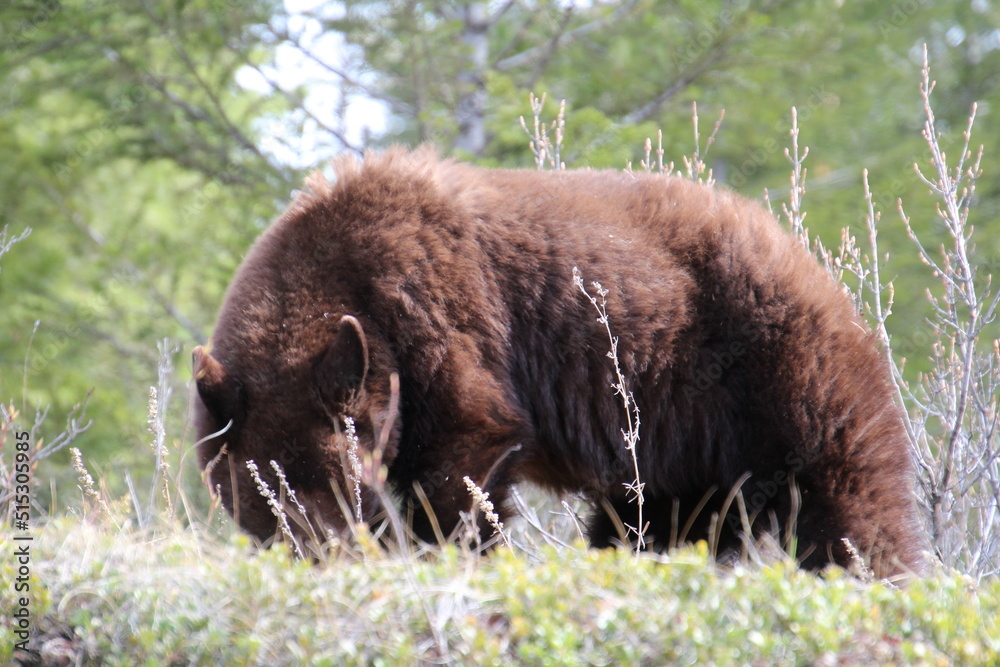 Fototapeta premium brown bear on the grass, Jasper National Park, Alberta