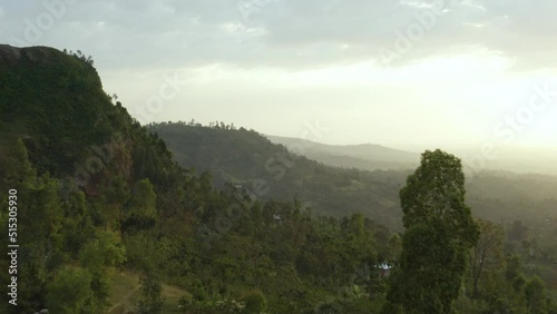 Aerial shot flying between the trees of a plantation at sunset, in Ethiopia