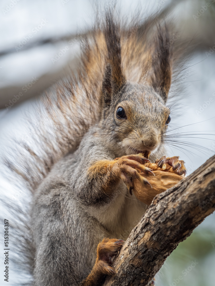 Fototapeta premium The squirrel with nut sits on a branches in the spring or summer.