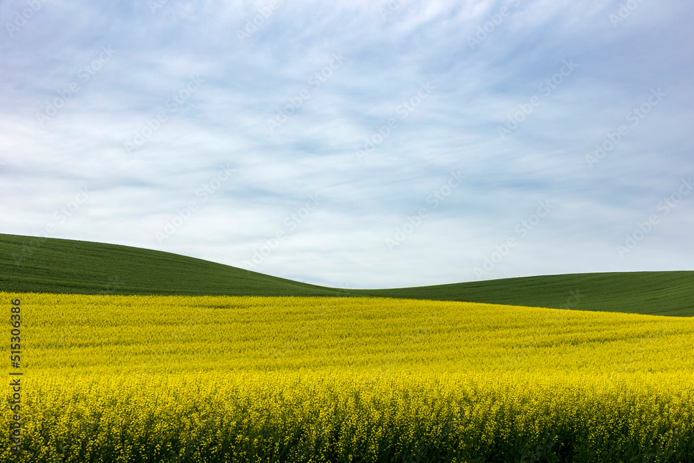 yellow field of canola flowers or rapeseed field against a green wheat field.