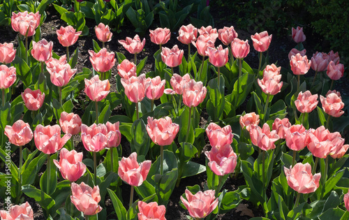 Pink tulips in the garden © Irina