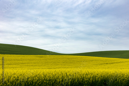 yellow field of canola flowers or rapeseed field against a green wheat field.