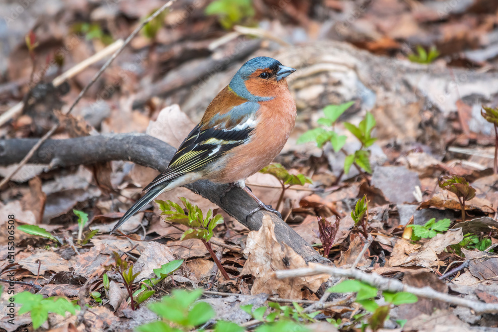Common chaffinch, Fringilla coelebs, sits on the ground in spring. Common chaffinch in wildlife. Common chaffinch, Fringilla coelebs, sits on the ground in spring. Common chaffinch in wildlife.