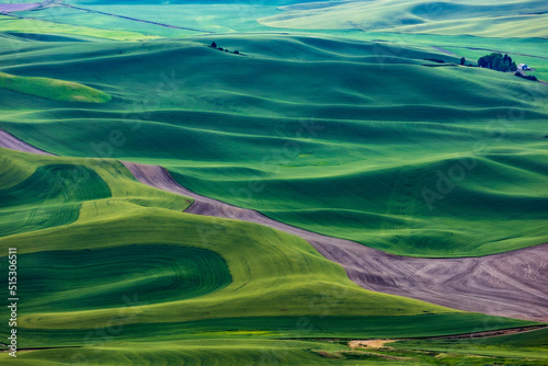 lush green rolling hills of farm land of wheat and rapeseed during summer . abstract like landscape of different hues of green and other colors in East Washington.