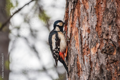 Little woodpecker sits on a tree trunk. The great spotted woodpecker, Dendrocopos major