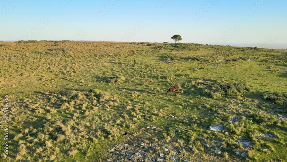 Foal And Horses Grazing In Field On Clear Day, Aerial Dolly In Foal And Horses Grazing In Field On Clear Day, Aerial Dolly In