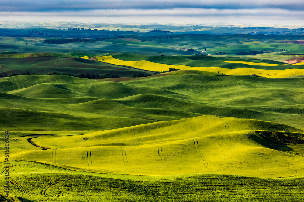 Fototapeta premium lush green rolling hills of farm land of wheat and rapeseed during summer . abstract like landscape of different hues of green and other colors in East Washington.