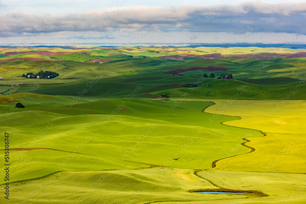 lush green  rolling hills of farm land of wheat and rapeseed during summer .  abstract like landscape of different hues of green and other colors  in East Washington.