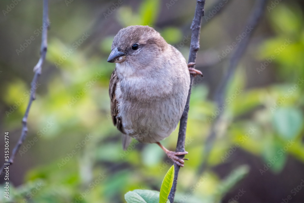 Sparrow sitting on a green branch in spring. Sparrow with playful poise on branch in spring or summer Sparrow sitting on a green branch in spring. Sparrow with playful poise on branch in spring or summer