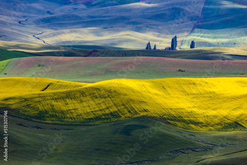 lush green  rolling hills of farm land of wheat and rapeseed during summer .  abstract like landscape of different hues of green and other colors  in East Washington. photo