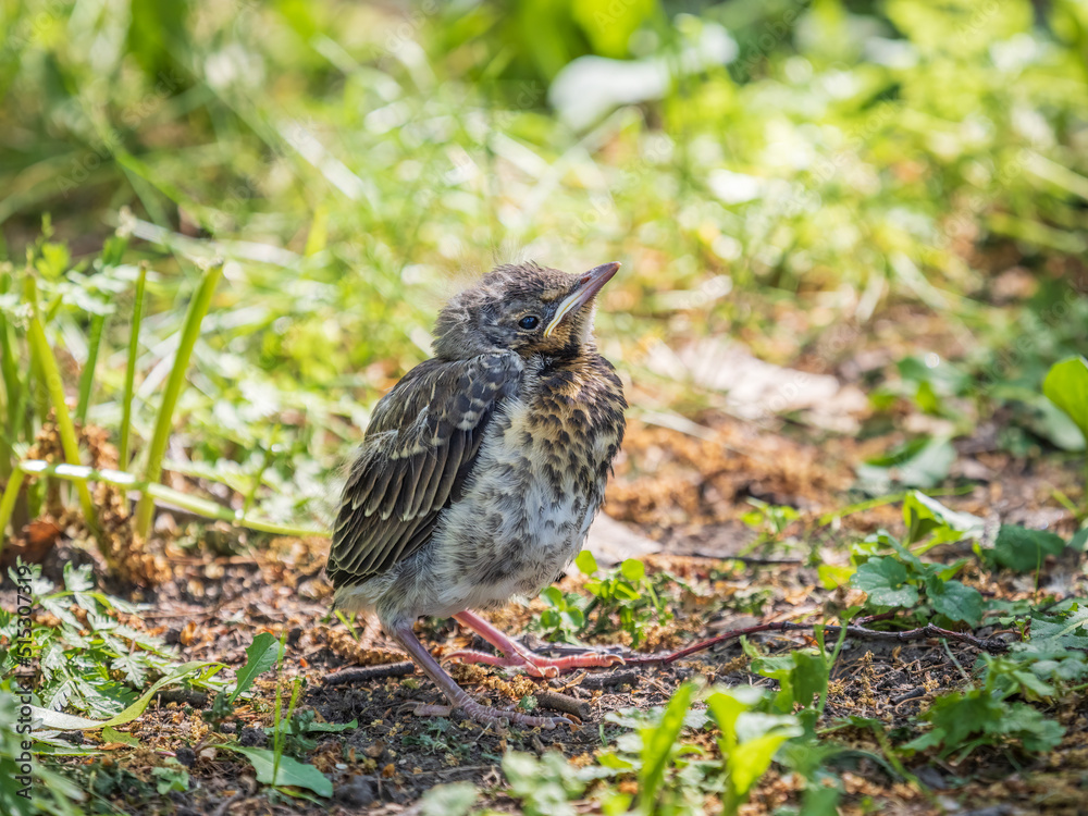 A fieldfare chick, Turdus pilaris, has left the nest and sitting on the spring lawn. A fieldfare chick sits on the ground and waits for food from its parents. A fieldfare chick, Turdus pilaris, has left the nest and sitting on the spring lawn. A fieldfare chick sits on the ground and waits for food from its parents.
