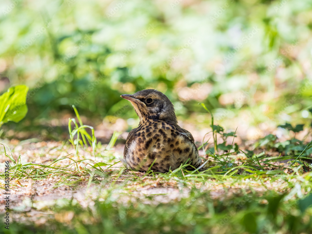 Fototapeta premium A fieldfare chick, Turdus pilaris, has left the nest and sitting on the spring lawn. A fieldfare chick sits on the ground and waits for food from its parents.