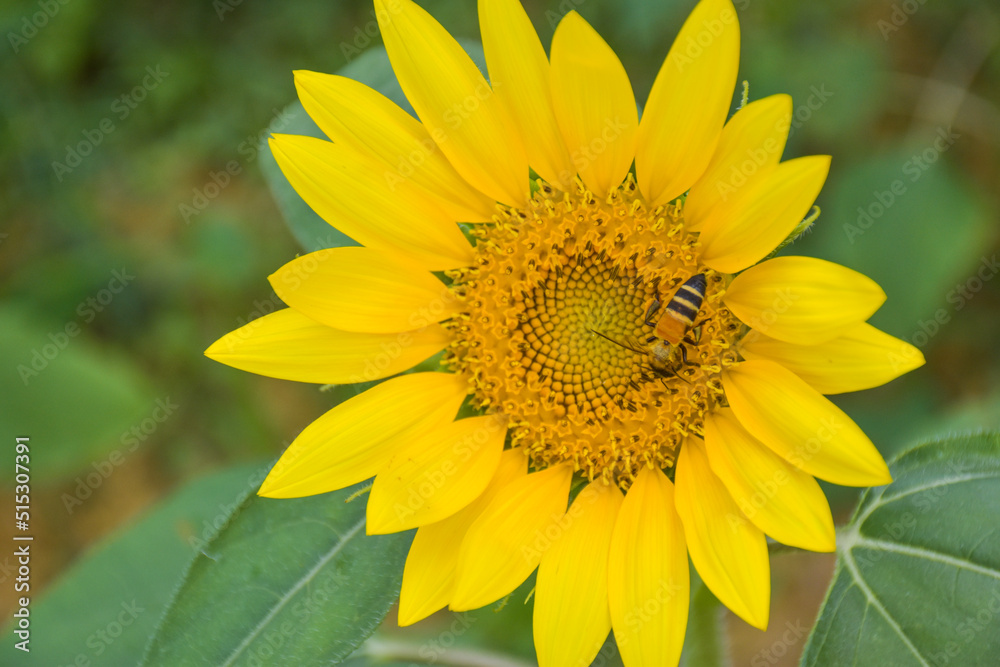 Sunflowers and petals in bloom, bees swarm in the garden Sunflowers and petals in bloom, bees swarm in the garden