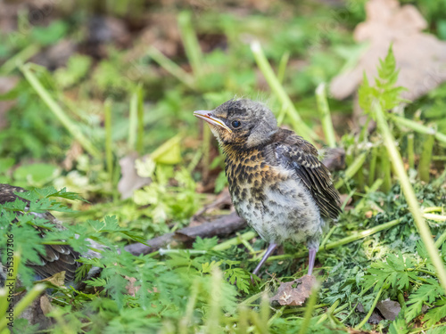 A fieldfare chick, Turdus pilaris, has left the nest and sitting on the spring lawn. A fieldfare chick sits on the ground and waits for food from its parents. © Dmitrii Potashkin
