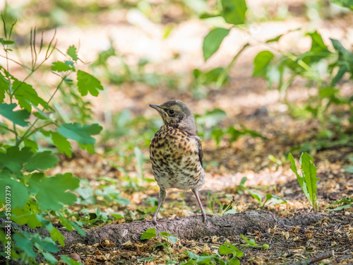 A fieldfare chick, Turdus pilaris, has left the nest and sitting on the spring lawn. A fieldfare chick sits on the ground and waits for food from its parents.