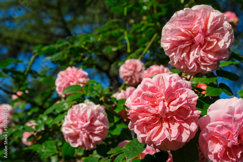 Lush bush of pink coral roses  beautiful blossom flowers hanging at sunny summer day. Gardening  floristry  landscaping concept. For covers  postcards  copy space