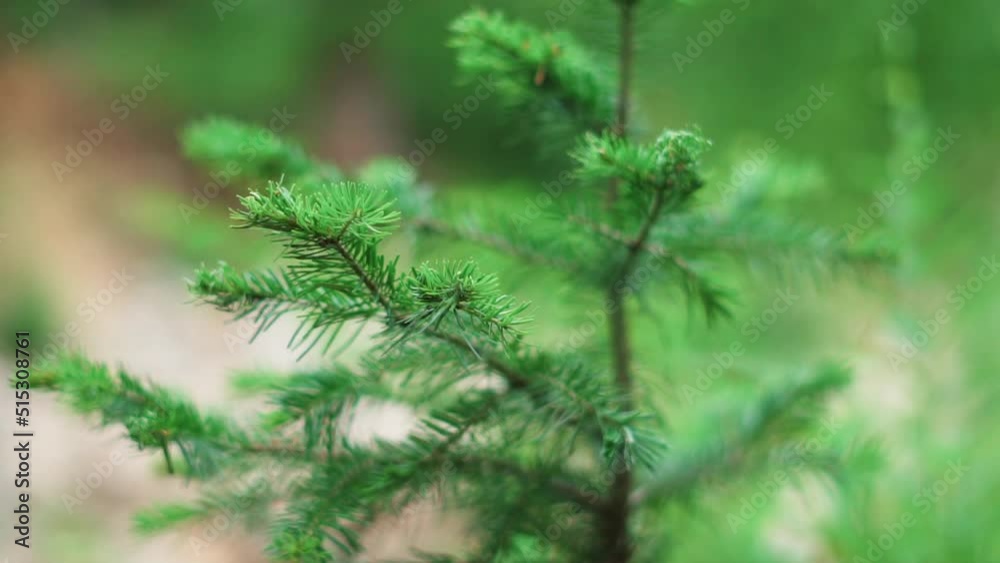 a tree branch with leaves swings in the wind a tree branch with leaves swings in the wind