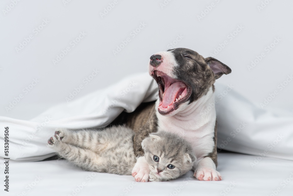 Yawning Miniature Bull Terrier puppy hugs sleepy tiny kitten under warm white blanket on a bed at home. Pets sleep together