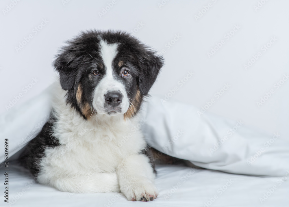Cute Australian shepherd puppy lying on a bed at home. Empty space for text