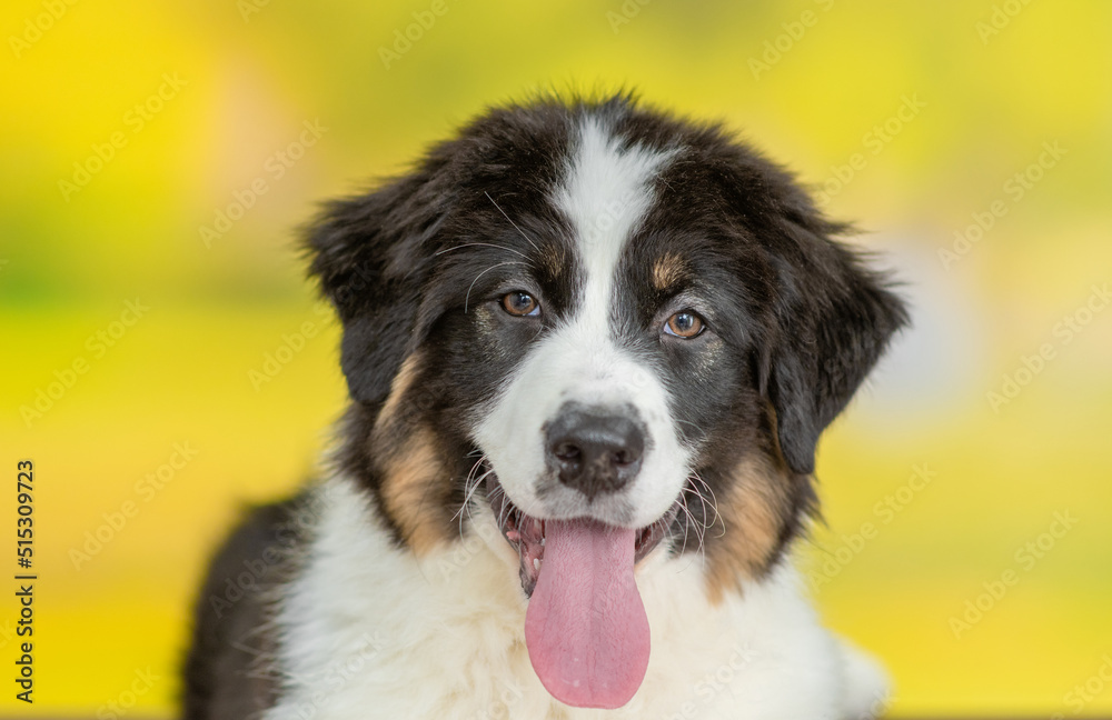 Happy young Australian Shepherd dog with tongue out at summer park