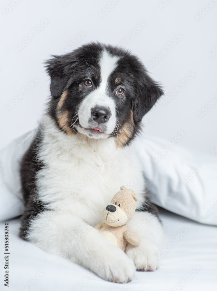 Cute Australian shepherd puppy hugs favorite toy bear on a bed at home