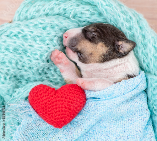 Tiny cozy newborn Bull Terrier puppy wrapped like baby sleeps inside a basket with red heart. Top down view photo