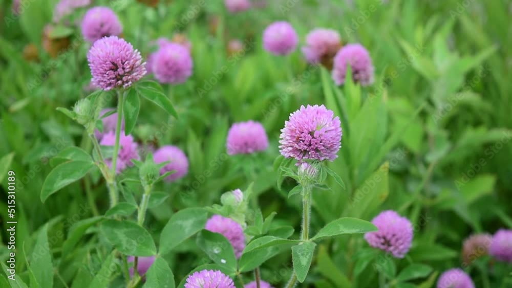 可愛らしい形の花姿、ムラサキツメクサはレッドクローバーともいいます