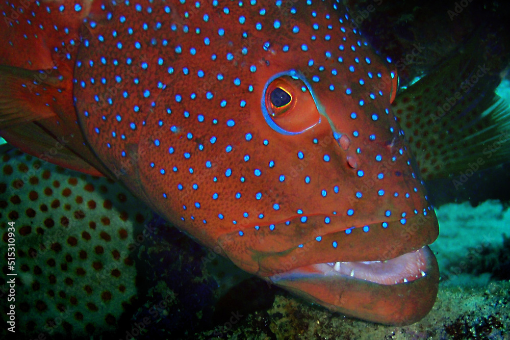 Coral hind grouper fish (Cephalopholis miniata) underwater in the coral
