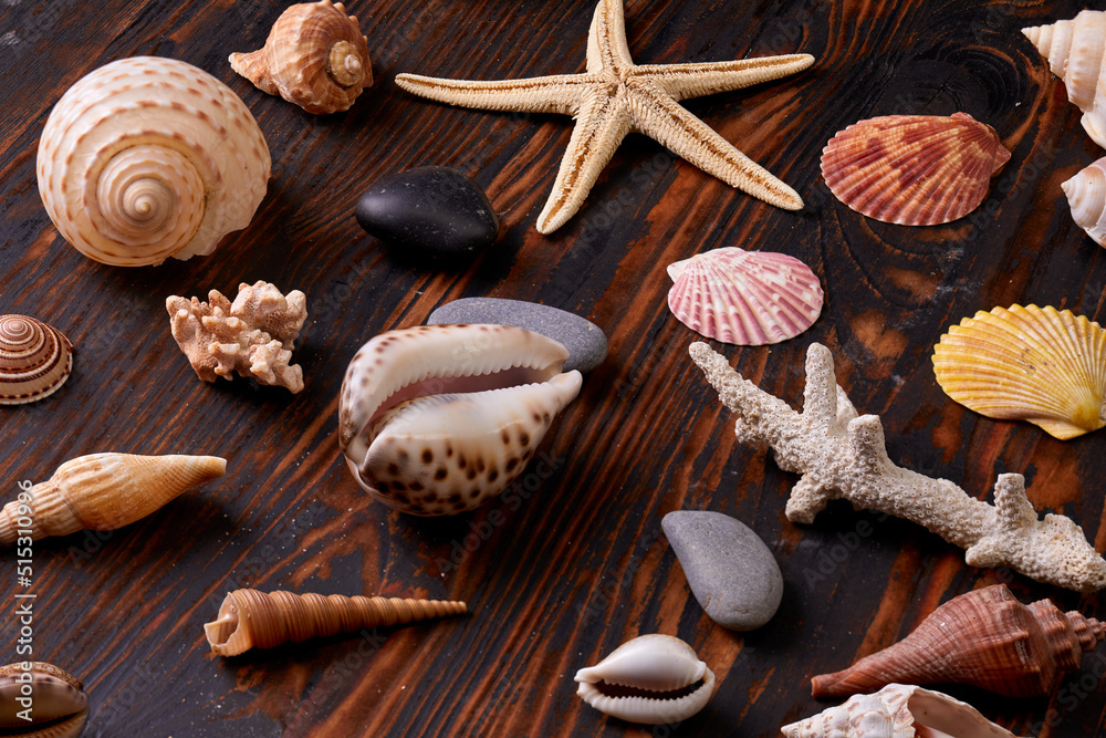 sea star and shells on the sand