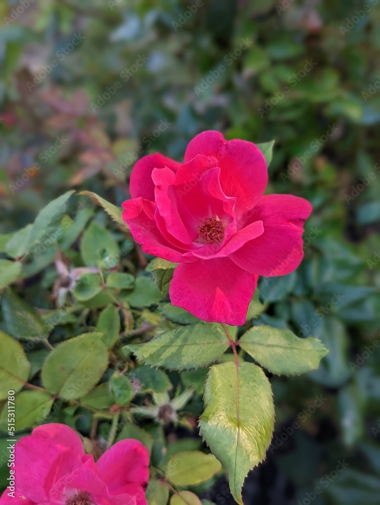 pink rose in the garden