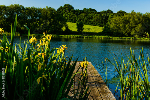 yellow flowers by the lake